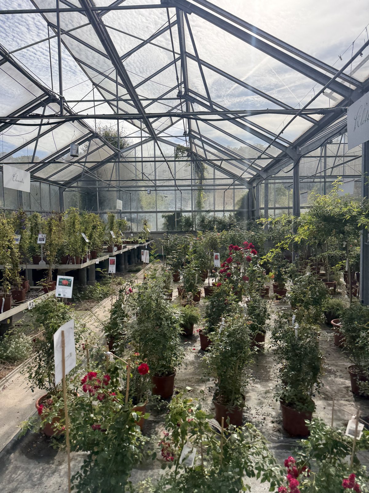 Die letzten Blüten des Jahres im Gewächshaus