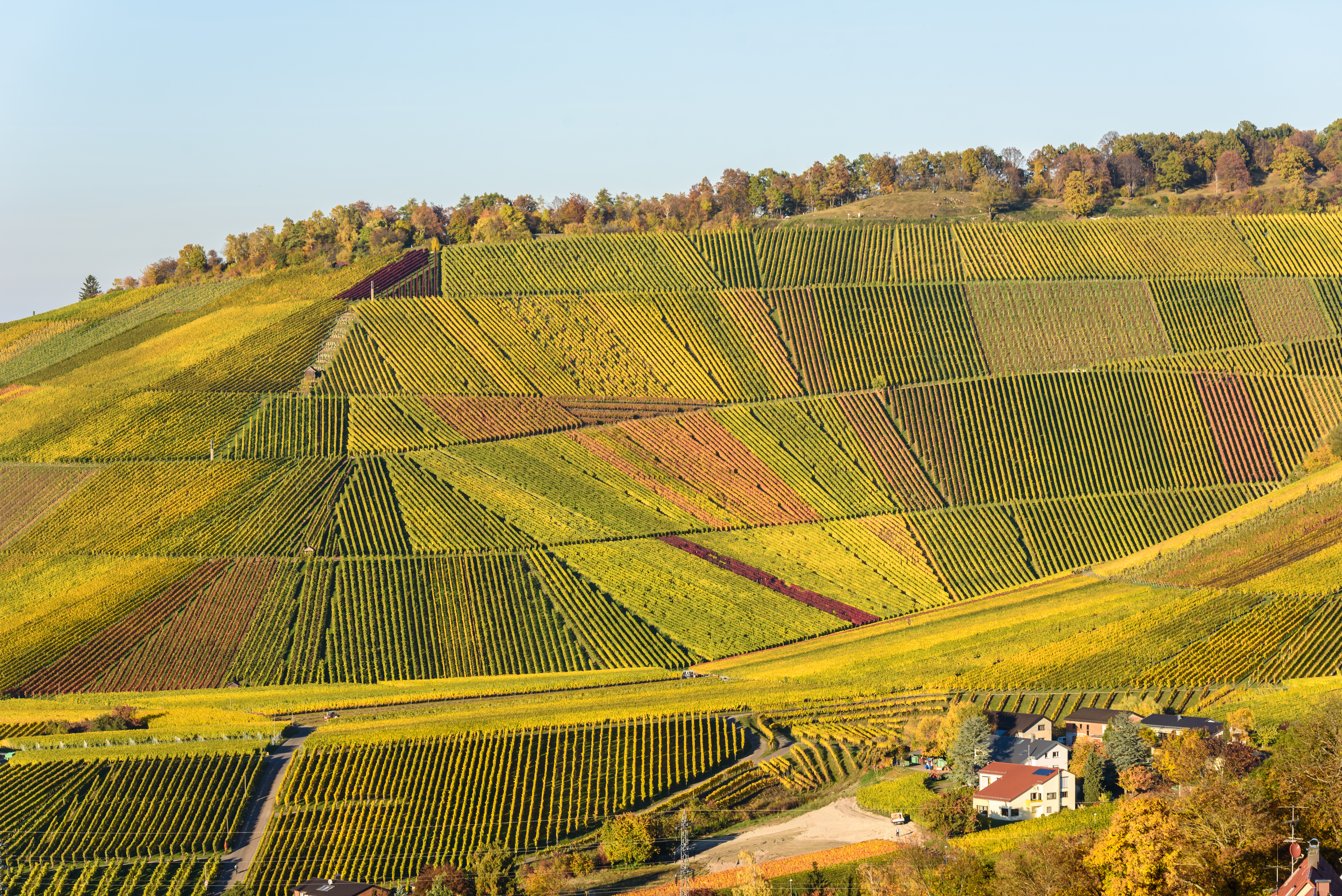 Weintrauben im biologischen Weinbau