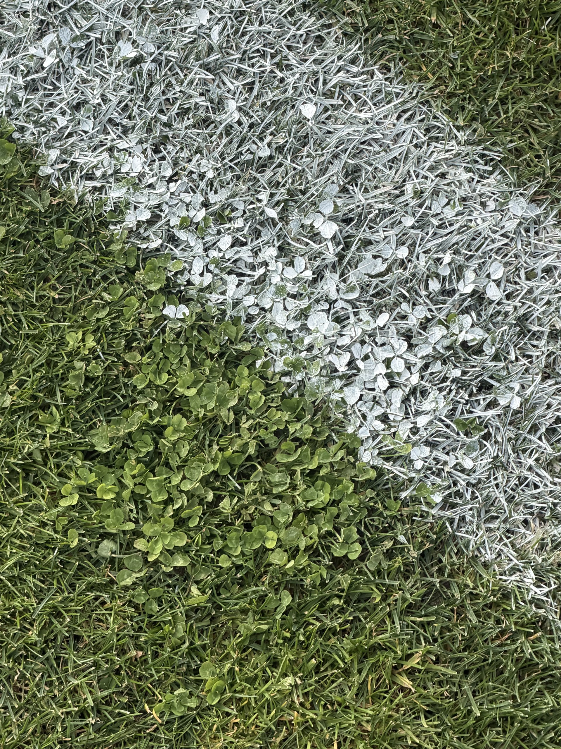 Sportrasen mit Klee