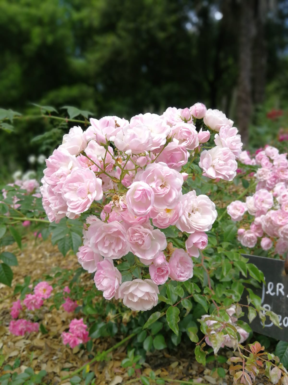 Rosengarten mit Bio-Rosen