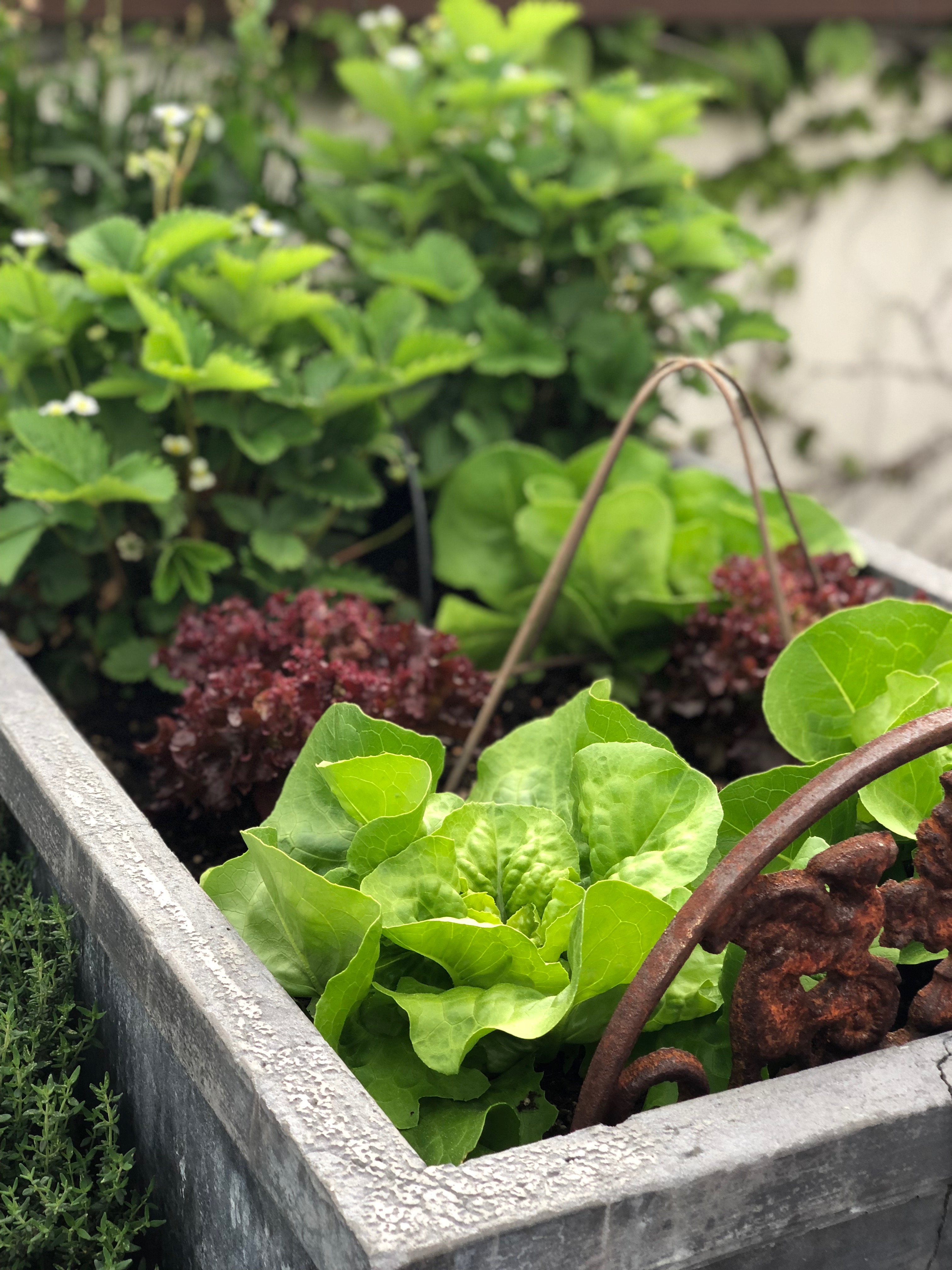 Salat im Hochbeet