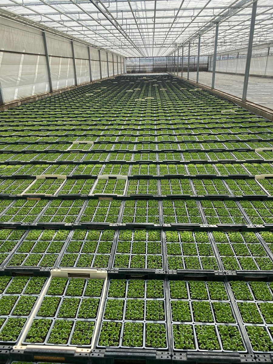 Feldsalat-Jungpflanzen nach der Behandlung: gleichmäßig durchwurzelt
