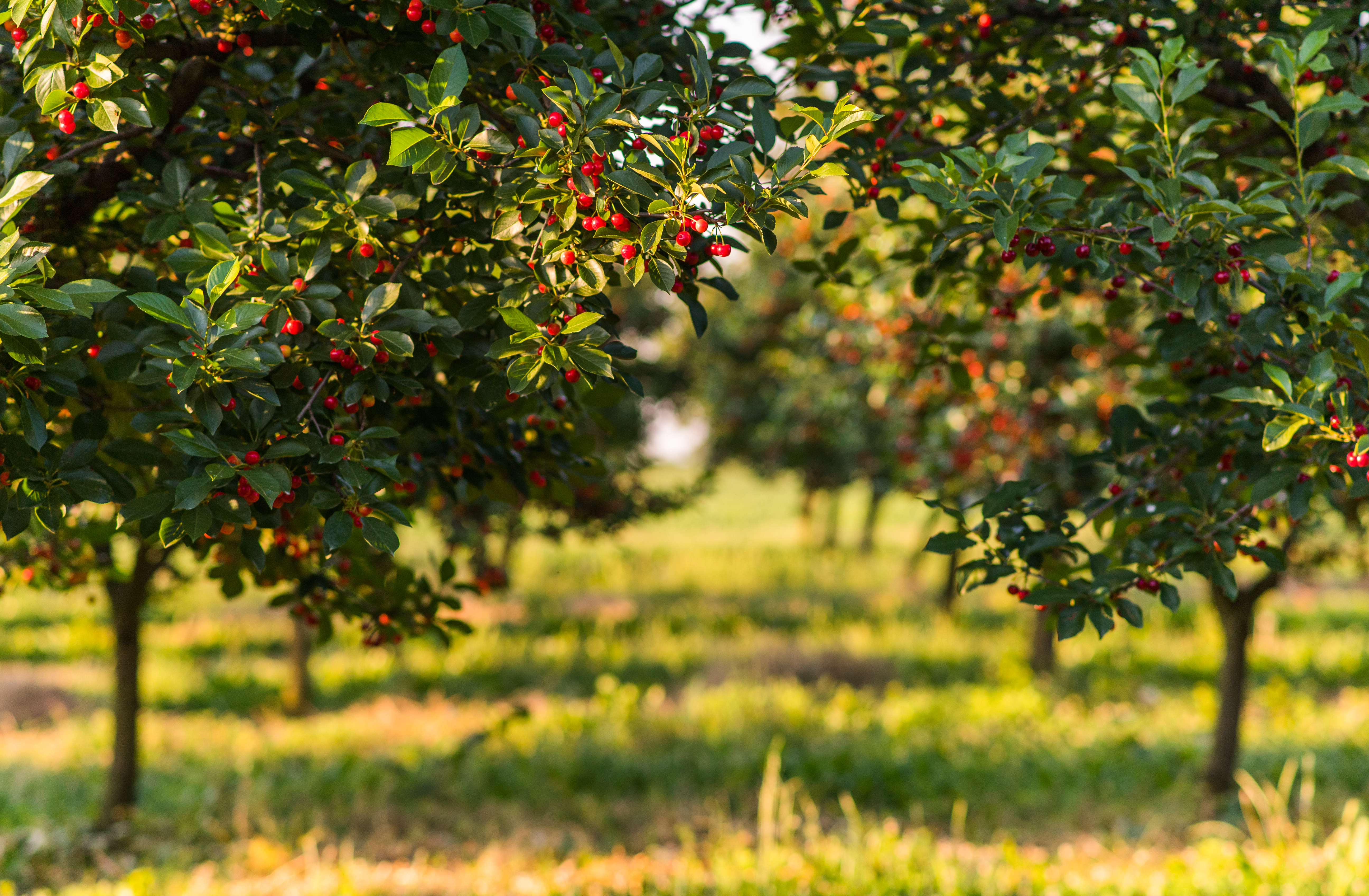 Kirschen im Bio-Obstbau